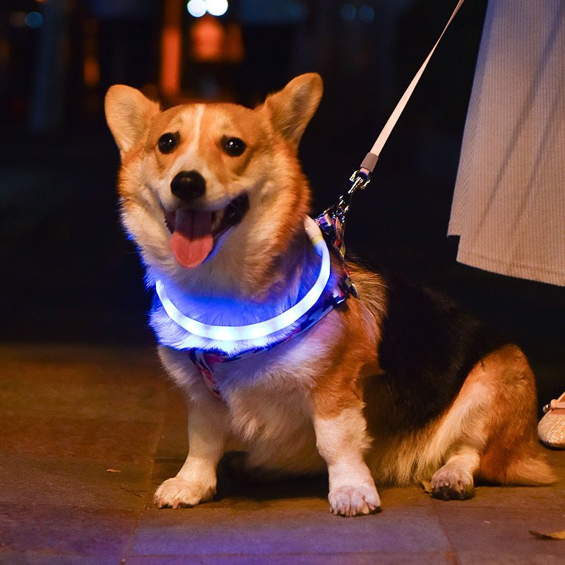 Bright LED Dog Collar for Nighttime Adventures - Tanyo Pet Boutique